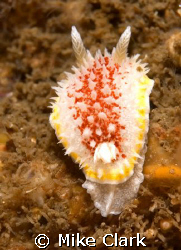 Tiny Nudibranch about 1cm long. First time i have noticed... by Mike Clark 